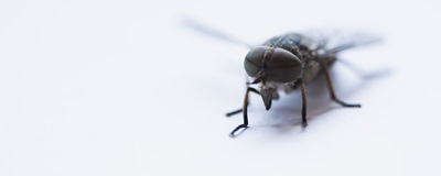 10 Effective Ways to Get Rid of Houseflies at Home Naturally and Safely