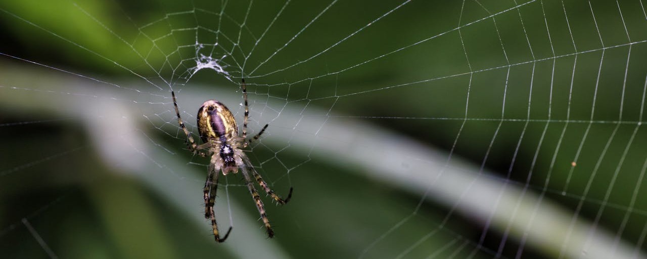 Five insects to invite into your garden this spring